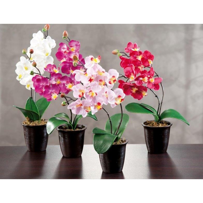 51732 3120370653211 65321 CP pianta con vasetto orchidea h30cm