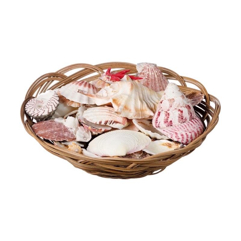 71200 8021785451681 45168 STAR DECORO MARINA COMPOSIZIONE CON CONCHIGLIE Ø20X10HCM